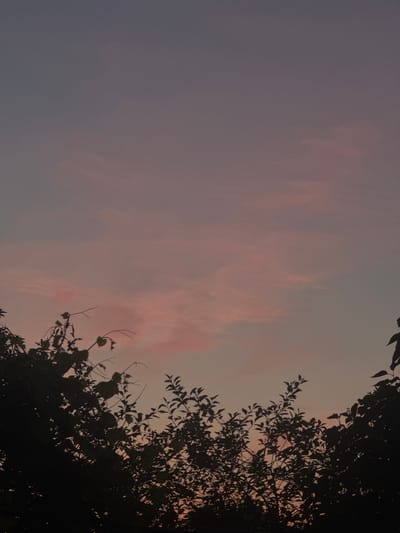 The image depicts a dusk sky with soft pastel colors, transitioning from a muted purple at the top to a pale pink and peach hue closer to the horizon. Wispy clouds are scattered across the sky, tinged with the colors of sunset. Silhouetted against this atmospheric backdrop are the dark outlines of tree branches and foliage, framing the bottom of the image. The leaves and branches are dense, creating a stark contrast with the ethereal sky. The scene evokes a sense of quietude and the fading light of day. This is likely a natural setting, possibly a park or garden, within or near the city of Кривандино, Russia, given the provided context. There are no people or discernible actions taking place; the focus is on the natural environment.