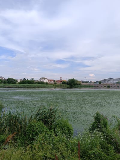 This is a landscape photograph taken outdoors in Târgu Jiu, Romania. The scene depicts a body of water covered in a thick mat of green aquatic plants, resembling lily pads or duckweed. Tall reeds and lush green vegetation line the foreground and the edge of the water, with a few scattered wildflowers, including purple ones, adding touches of color.

In the background, across the water, a settlement is visible. There are several houses with red-tiled roofs and white walls, along with a water tower. Further in the distance, a modern, multi-story building with a curved facade and large windows can be seen, suggesting an urban or commercial area. Streetlights are also visible along the bank. The sky is partly cloudy with a mix of white and gray clouds against a light blue background. The overall impression is a peaceful, natural setting juxtaposed with signs of human development.

The time of day appears to be late afternoon or early evening, given the soft lighting and the cloud formations. The weather seems to be mild and overcast. There is no visible text in the image. The scene evokes a sense of tranquility and the harmony between nature and human habitation.