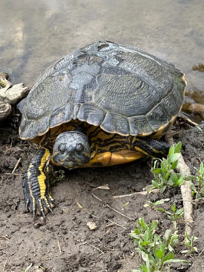 A turtle rests partially in water and partially on muddy ground near some plants. The turtle has a gray shell, a yellow and black striped neck and legs, and a black and gray head. The location is not explicitly stated as Craiova, Romania within the image.