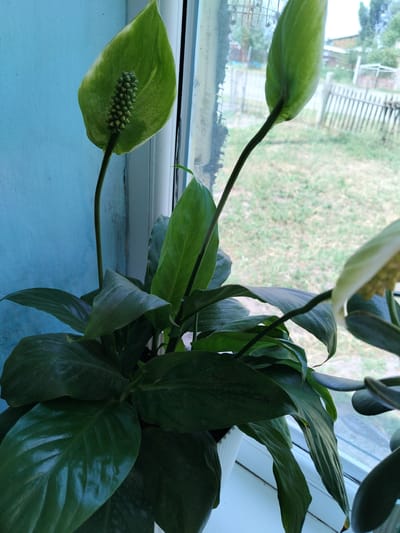 A peace lily plant, with glossy dark green leaves and two developing white spathes, sits on a windowsill. One spathe is fully unfurled, revealing a green spadix covered in small buds. The other spathe is partially unfurled. The plant is in a white pot. The background shows a window with a view of a yard with dry grass and a wooden fence. The wall to the left of the plant is painted light blue. The scene is indoors, with the plant positioned near a window. The location is identified as Октябрьское, Kyrgyzstan. There are no people visible in the image.