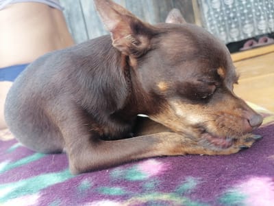 A brown dog with large ears is lying curled up on a purple blanket with green and pink stripes. The dog's head is resting on its paws, and its eyes are closed. The dog's fur is short and smooth. In the background, a person's bare back and blue shorts are visible. A wooden wall and a patterned curtain are also visible in the background. The scene appears to be outdoors, possibly on a porch or patio. The image does not contain any information about the city of Novopokrovka, Russia.