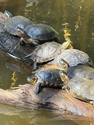 A group of seven turtles are basking on a log in a shallow body of water. The turtles are of various sizes and are positioned on top of and beside each other on the log. Their shells are visible, as are their heads and legs. The log is partially submerged in murky water, with reflections of the sky and surrounding vegetation visible on the surface. The environment appears to be a natural habitat, possibly a pond or river. The image does not provide any specific information that would allow for identification of the location within the city of Foz do Iguaçu, Brazil.