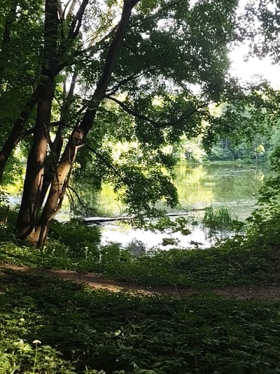 This image presents a natural landscape within Быково, Russia, dominated by dense deciduous foliage and a body of water under bright daylight. The foreground is heavily vegetated with various green plants and undergrowth, through which a narrow dirt path or trail is visible, extending from the lower left to the middle right. Scattered small white flowers are present among the ground cover, particularly in the lower left quadrant.

On the left side of the frame, several mature tree trunks, exhibiting dark bark and strong vertical lines, are prominently featured. These trunks are partially illuminated by direct sunlight, creating distinct highlights and shadows. The upper and mid-ground are characterized by a dense canopy of green leaves, allowing bright, unfiltered sunlight to penetrate in various areas, creating bright patches against shadowed sections.

The mid-ground contains a placid body of water, likely a pond or small lake, which reflects the surrounding trees and the bright sky, rendering a light green-yellow hue on its surface. The water's surface is partially covered with floating green vegetation, leaves, and other organic debris. Along the banks of the water, additional dense green vegetation, including reeds and taller grasses, is visible. A dark, elongated object, possibly a small wooden plank or a partially submerged log, rests on the water surface in the mid-left portion of the pond. No human subjects or man-made structures beyond what appears to be a rudimentary floating object are discernable within the scene.