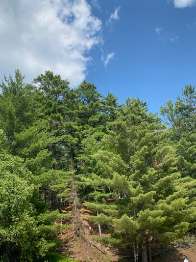 The image displays a dense forest canopy with lush green pine trees under a bright blue sky with scattered white clouds. The terrain appears to be a sloping hillside covered in brown soil and fallen pine needles. A few dead, thin trees are interspersed among the living ones, adding texture to the scene. The foliage is varied, with some trees appearing more vibrant and full, while others are thinner and more sparse. The overall impression is a natural, wooded landscape. There are no people or man-made structures visible in the image.