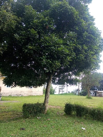 A large, leafy tree dominates the scene in a lush, green landscape. The tree's broad canopy casts shade over a trimmed bush at its base. A building is partially visible to the left, while a smaller structure stands in the distance. The sky is overcast, creating soft, diffused lighting. The scene conveys a sense of tranquility and nature's abundance.