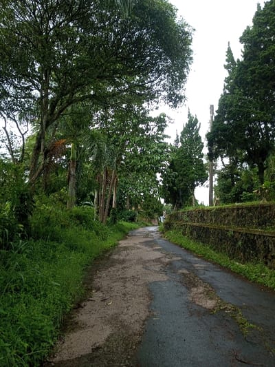 A narrow, cracked asphalt road stretches into the distance, flanked by dense foliage. Lush green grass and overgrown vegetation line the left side of the road, while a stone retaining wall covered in moss and plants runs along the right. Tall trees with thick canopies create a shaded environment. A few palm trees are visible amidst the other trees. The overcast sky suggests a humid or rainy climate. The scene evokes a sense of tranquility and seclusion.