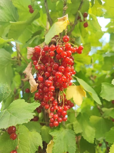 A close-up, vertical shot features a cluster of ripe red currants hanging from a branch amidst lush green foliage. The currants are small, round, and translucent, with a glossy sheen. They are densely packed on the stems, forming an attractive cascade. The leaves are a vibrant green, some appearing healthy and others showing signs of yellowing or drying, suggesting a late summer or early autumn setting. The background is softly blurred, with hints of other branches and the sky visible. The image is taken outdoors, likely in a garden or natural setting. The specific location within the city of Соколово, Russia, cannot be determined from the visual information provided.