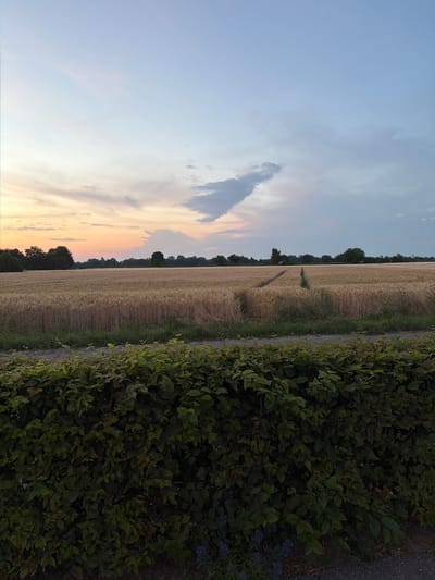 An exterior, eye-level, medium shot captures a rural landscape in Rust, Germany at dusk. The foreground is dominated by a dense, dark green hedge. Beyond the hedge, a gravel path runs horizontally across the frame, with a narrow strip of grass between it and a vast field of ripe wheat. The wheat field stretches to the horizon, marked by a line of trees and the suggestion of distant buildings. Two distinct paths, likely tractor tracks, cut through the wheat, forming a diagonal pattern. The sky above is a gradient of soft colors, transitioning from a pale orange and pink near the horizon to a light blue at the top, with scattered, wispy clouds. The overall impression is one of tranquility and the end of a summer day.