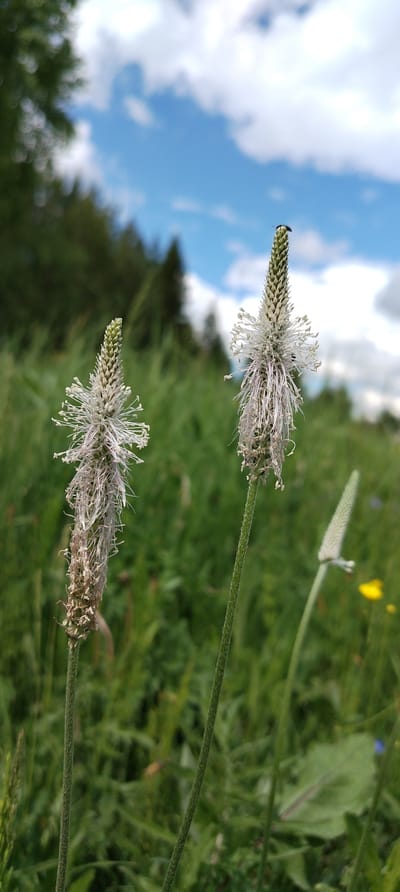 The image depicts a close-up view of two plantains (likely Plantago lanceolata) in a field. The plants are at different stages of maturity, with the one on the left appearing older and having brown, dried parts, while the one on the right is fresher with white, stringy floral parts. A small insect is visible atop the right plantain's head. A third plantain spike is partially visible in the background on the right. The background consists of green grasses, other wildflowers (a yellow flower), and a blurry landscape including trees under a partly cloudy blue sky.

While the prompt mentions the location as Kamennyi Kliuch, Russia, this information is not directly verifiable from the image itself and is therefore only relevant in the context of the provided external information. Without additional visual cues, confirming the location is not possible.