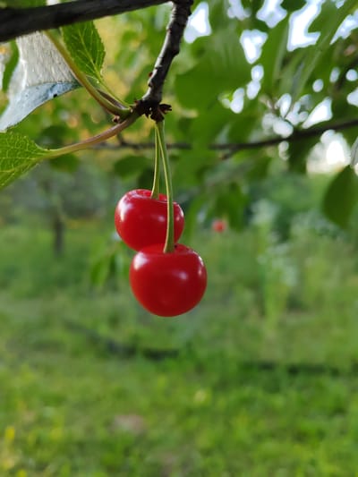This is a close-up, eye-level, outdoor photograph of two ripe cherries hanging from a branch of a tree. The cherries are a vibrant red color and are suspended by thin green stems. The branch itself is dark brown and has some green leaves attached. The background is softly blurred, showing more green foliage, suggesting a natural outdoor setting, possibly a garden or orchard within the Воўчынскі сельскі Савет, Belarus. The lighting suggests it is daytime, with sunlight filtering through the leaves, creating highlights on the cherries and leaves. There are no people or animals visible in the image.