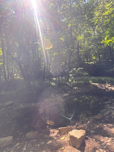 The image depicts a forest scene with a stream in the foreground. Sunlight streams through the trees, creating lens flare and highlighting the foliage. The ground is covered in rocks and pebbles, with some larger stones placed near the stream. The trees are dense, forming a canopy overhead. The water in the stream is dark and reflective, showing the trees and sky. There are no people or animals visible in the image. The location is identified as the city of Sdt Shcherbakovka, Russia.