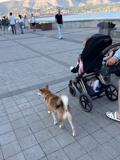 A Shiba Inu dog is being walked on a leash along a paved promenade next to a body of water. The dog is tan with a white ruff and has its mouth open, appearing to bark. In the background, several people are walking, and a baby stroller is visible. The environment includes a waterfront with industrial cranes and buildings in the distance, set against a mountainous backdrop. The location is the Neberdzhaevskaya embankment in Novorossiysk, Russia.