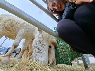 The image depicts a low-angle view from inside a horse enclosure in Davos, Switzerland. A young adult female, positioned in the upper right quadrant, crouches behind two horizontal metal fence bars, looking towards the camera with a slight smile. She has brown hair and is wearing a dark, possibly padded jacket and black leggings.

In the left and central portion of the foreground, a white and brown spotted horse is actively eating hay spread on the ground. Its head is down, engaging with the hay. Another horse, partially obscured by the fence bars, stands further back, wearing a light-colored blanket. Visible also is a green mesh hay net, partially filled, hanging near the crouching female. The ground is covered with scattered hay.

In the background, beyond the enclosure, snow-dusted mountains rise under an overcast or light blue sky. The overall scene suggests an outdoor stable or paddock area during cold weather.