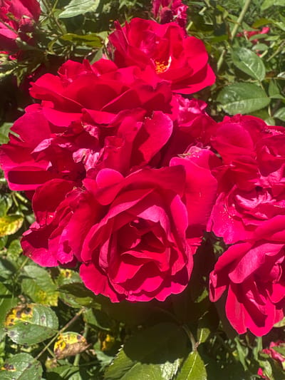 A close-up shot captures a cluster of deep red roses in full bloom. The velvety petals are layered, with some showing hints of water droplets. In the background, lush green leaves and stems of the rose bush are visible, some with yellowing and brown spots, indicating potential disease or age. Sunlight illuminates the scene, casting shadows on the petals and highlighting their texture. The overall impression is one of vibrant natural beauty, possibly in a garden setting, given the presence of the rose bush and its leaves. The image does not contain any visible text or discernible activity or event beyond the visual representation of the flowers and foliage. The implied setting, Цярэшкавіцкі сельскі Савет, Belarus, suggests a rural or natural environment. The time of day appears to be sunny, and the weather is likely clear.