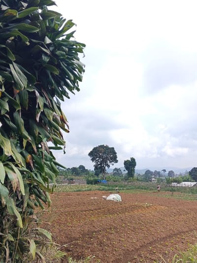This image depicts an agricultural field scene in Mong Pun Teing, Myanmar, under an overcast sky. In the immediate left foreground, a dense mass of large, elongated green leaves, some with brown tips, partially obscures the view. The midground features a large, reddish-brown cultivated field, with visible rows of small green sprouts. Two individuals are present within the field: one is bent over in the left-center, appearing to work the soil, possibly with a tool, near a white, mounded object; another stands further to the right, also wearing light clothing and a hat, facing right. In the background, several trees, including a prominent large, dark green tree, are visible. Various structures, including a concrete or stone foundation and other distant buildings, are interspersed among the trees, with a blue tarp visible near one of the background trees. Distant hills or mountains line the horizon beneath a cloudy, grey-white sky.