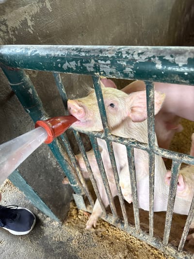 The image captures a close-up, eye-level view of a piglet being fed within an animal enclosure in Quimbaya, Colombia. A light-pink piglet is visible behind a weathered, dark green metal gate or fence, actively suckling from a clear feeding bottle with a red nipple. The bottle is held by an unseen individual, whose left foot, clad in a dark blue athletic shoe with a white sole, is visible in the lower left corner. Portions of other light-pink piglets are discernible within the enclosure, behind and to the right of the feeding piglet. The ground within the enclosure is covered with a light-brown, granular material, consistent with bedding. The background features worn concrete walls.