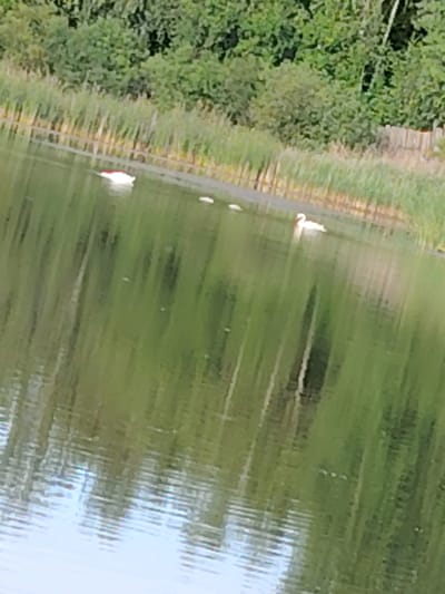 The image captures a serene lake scene with a backdrop of lush green trees and reeds. The water reflects the surrounding foliage, creating a tranquil and somewhat abstract effect. In the foreground, the lake's surface is mostly calm, with ripples breaking the reflection.
On the water, several white swans are present. One swan, in the lower right quadrant, is clearly visible swimming. To the left of this swan, a group of three smaller white shapes are also on the water, likely cygnets or ducklings. Further to the left, another white swan is seen, with a distinct red marking on its beak.
The reeds along the bank create a natural border between the water and the dense trees beyond. The trees appear to be a mix of deciduous types, forming a thick canopy. A hint of a wooden fence can be seen peeking through the trees on the right side of the image.
The lighting suggests it is daytime, possibly late morning or afternoon, with bright but diffused light, indicating overcast or slightly hazy conditions. The overall mood is peaceful and natural. There is no visible text in the image. The location is contextually identified as Заямнаўскі сельскі Савет, Belarus.