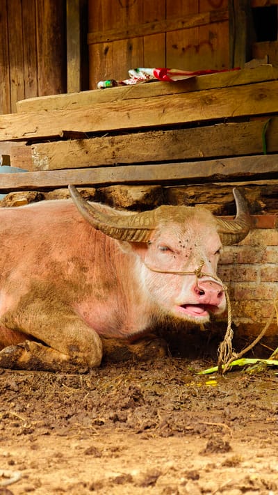 In Dế Xu Phình, Vietnam, a large, pinkish-skinned water buffalo with prominent horns is shown lying on damp, muddy ground inside a rustic shelter. The animal's eyes are partially closed, with several flies visible on its snout and near its right eye. A coarse, light-colored rope is tied around its nose, extending downwards and to the right. The background consists of a wooden structure featuring vertical planks and stacked horizontal wooden beams. On the top beam, a small green and white container and a crumpled white item with red markings are present. Below the wooden beams, a section of weathered brick wall is visible behind the buffalo's head. The foreground displays disturbed, muddy earth, transitioning to drier, lighter brown soil closer to the viewer.