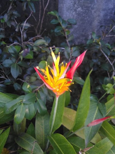 A single Heliconia flower, characterized by vivid red, yellow, and orange coloration, is centrally positioned. The flower features prominent red outer bracts enclosing a cluster of bright yellow and orange floral structures. It is supported by a straight, green stem, surrounded at its base by several broad, dark green leaves that extend into the lower portion of the image. The background consists of dense, out-of-focus green foliage from various shrubs and smaller plants, with slender, bare branches interspersed. Above the foliage, a textured, dark grey concrete or stone wall is visible. The scene is illuminated by natural light. No individuals, human-made objects, or discernible actions are present. This scene is located in Kladné, Czechia.