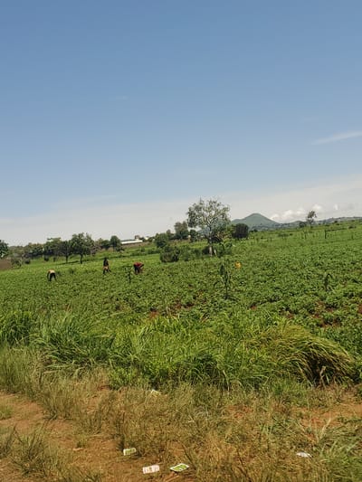 The image depicts a wide expanse of cultivated green fields under a clear blue sky. In the foreground, tall, dense green grass lines the bottom edge of the frame, with some dry, yellowed grass interspersed. Further back, rows of green crops stretch into the distance, with a few scattered trees. Several individuals are visible working in the fields, bent over or tending to the crops. In the mid-ground, a few trees are present, and beyond them, a gentle green hill rises against the horizon, partially obscured by scattered clouds. Some buildings, appearing to be small structures or dwellings, are visible in the background. The overall scene suggests agricultural activity in a rural or semi-rural setting. It is not possible to ascertain the specific location within the city of Kerang, Nigeria from the visual information provided.