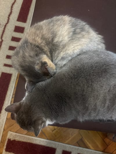 Two cats are sleeping on a brown surface, possibly a table or chair. The cat in the foreground is primarily gray, while the cat behind it has a mix of gray and lighter, possibly cream or tan, fur. The cats are curled up and appear to be resting comfortably. A patterned rug with red and beige stripes is visible in the lower left portion of the image, and a wooden floor with a herringbone pattern is visible below the rug and the surface the cats are on. The scene is indoors, in a room. The specific location within Каменар, Bulgaria is not discernible from the image.
