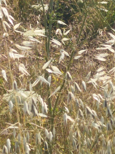 The image depicts a close-up view of a field of dried grasses and some lighter colored plants with thin, elongated seed pods. The scene is outdoors, and the vegetation appears to be in a natural, uncultivated state. The colors are predominantly muted browns, tans, and off-whites, suggesting a dry or late-season environment. There is a thin, dark vertical stem running through the center of the image, possibly from a larger plant or tree. The overall impression is one of a sun-drenched, rural landscape. The location is identified as Pyrgos Community, Cyprus.