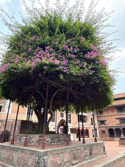The image shows a large, mature tree with a dense canopy of green leaves and clusters of purple flowers. The tree is supported by a metal framework, possibly for stabilization. The tree is positioned in an urban area, adjacent to a brick building with multiple windows. The architecture of the building suggests it is located in the city of Lalitpur, Nepal. The ground surface is paved with brick, and there are architectural details visible along the edge of the pavement. The sky is overcast. There are no people visible in the image.