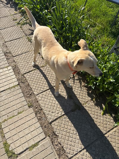 A light-colored dog with an orange collar stands on a patterned concrete walkway, angled towards the upper-left corner of the frame. To the dog's left is a patch of green grass and plants. The dog is looking upwards and appears to be standing still. The background is indistinct, but the scene appears to be outdoors in daytime with a high-angle perspective. A shadow falls across the concrete. The location is unknown. There is no evidence to suggest the image was taken in the city of Manole, Bulgaria.