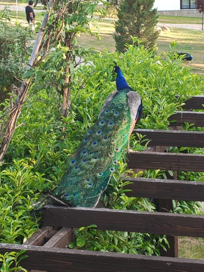 A peacock is perched on a wooden structure, possibly a fence or trellis, amidst lush green foliage. The peacock's brilliant blue neck and iridescent green and blue tail feathers are prominent. In the background, a person is walking on a grassy area, and there are buildings and trees visible in the distance. Another peacock is situated further in the background. The scene appears to be in a park-like setting, and based on the prompt, is in Starosel, Bulgaria.