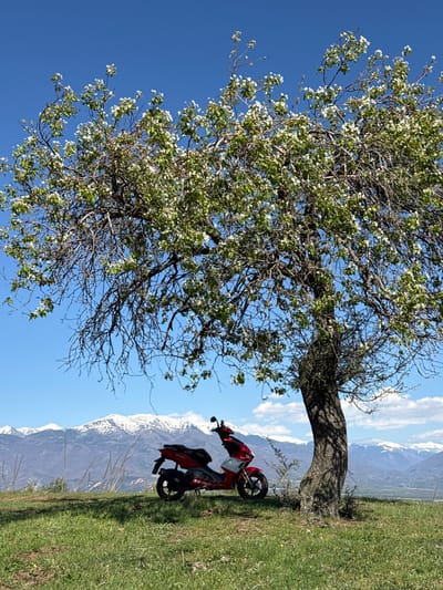 A tree with white blossoms is positioned prominently in the foreground against a clear blue sky. Beneath the tree, on a grassy slope, stands a red motorcycle. In the background are snow-capped mountains. The location is Tsarvishte, Bulgaria.