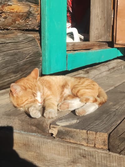 A ginger and white cat is sleeping on a wooden porch in front of a weathered wooden building with a bright teal-painted window frame. The cat is curled up, with its eyes closed and its paws tucked underneath its body. The wooden planks of the porch are rough and aged, with visible grain and some splintering. The building's logs are also weathered and show a natural, uneven texture. Sunlight casts a shadow of a person on the lower left of the porch. The scene appears to be in a rural or outdoor setting, likely in the village of Khogot, Russia, given the architectural style and materials.
