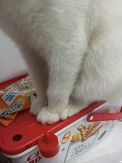 A close-up image depicts a white domestic cat, of which only its lower torso, front legs, and paws are visible. The cat's fur is dense and uniformly white. It is positioned atop a white plastic container featuring a red lid. The container's side is adorned with graphics of pretzels and other baked goods, along with partially visible text, including "CFC DOIG" and "CARI BOHO". A red handle is attached to the right side of the container lid. To the immediate left of the cat's paws, a partially visible orange snack packet with Indonesian text, including "KRISPI KANGAI" and "KARBO", rests on the red lid. In the foreground, a small white squeeze bottle with a red pointed cap stands upright on the same surface. The background consists of a plain, light-colored wall. The scene is located in the city of B. Nam Ngao, Laos.