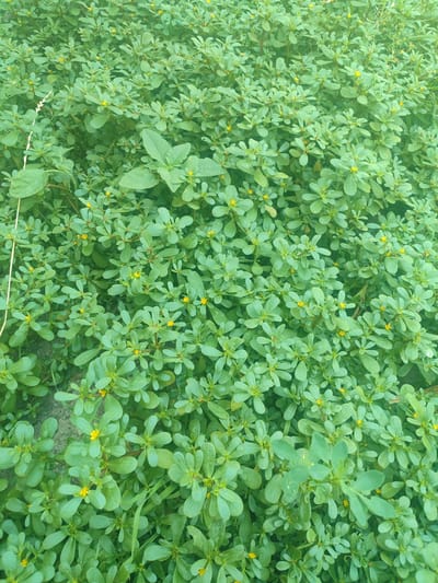This is an eye-level, full-frame, outdoor shot of a dense ground cover of purslane plants. The plants are low-growing and spread horizontally, with numerous small, fleshy, ovate leaves. Many of the plants have small, yellow flowers. The foliage is a vibrant green, creating a lush carpet. Some taller, broader-leaved weeds are interspersed within the purslane. The background is out of focus and consists of more of the same vegetation, with a hint of soil or stone visible in the lower left quadrant. There are no people or animals visible in the image. The scene appears to be a natural or semi-natural setting, possibly a garden bed, vacant lot, or verge in Novosamarka, Ukraine.