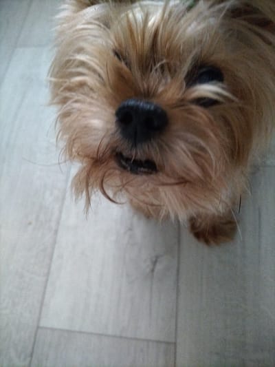 The image shows a close-up of a small, tan-colored dog, likely a Yorkshire Terrier, with its face angled towards the camera. The dog has a dark nose and its fur is a mix of tan and brown. Its eyes are partially obscured by its fur. The background appears to be a light-colored, textured surface, possibly a floor with wood grain or tile patterns. The lighting is soft and diffused. There is no visible indication of the location being in Нижняя Мактама, Russia.