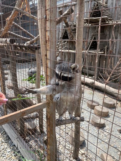 An outdoor scene in Timofeevka, Russia, depicts a raccoon interacting with a human hand through a metal mesh enclosure. The primary subject is a North American raccoon, predominantly grey with characteristic black markings around its eyes and a partially visible striped tail. It is suspended within its enclosure, gripping a wooden beam and the metal caging with its paws, and reaching out with its left front paw.
A human hand, featuring pink manicured fingernails, is visible in the lower right, holding a single blade of green grass extended towards the raccoon. This indicates an active interaction between the animal and a person, likely offering the grass as a treat or for engagement.
The setting is an animal enclosure, possibly at a zoo or sanctuary. The enclosure is constructed with a grid of metal wire mesh that shows some signs of rust. Inside, there are several wooden structures, including thick logs, branches, and what appear to be rustic wooden platforms or shelters in the background. The ground visible beneath and beyond the enclosure is covered with light-colored gravel or small stones.
The lighting suggests a bright, sunny daytime, casting clear shadows. No text is visible in the image.