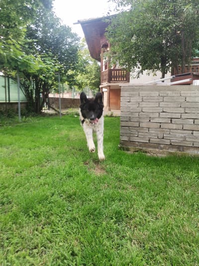The image depicts an outdoor scene, likely a backyard, in Sarantsi, Bulgaria. A black and white dog with floppy ears and its tongue out is running towards the camera across a grassy lawn. Behind the dog, a rustic-style house with wooden balconies and a tiled roof is visible. To the right of the house, a low wall constructed from grey concrete blocks is present. The environment is lush and green, with trees and foliage surrounding the area. The lighting suggests it is daytime, possibly overcast.