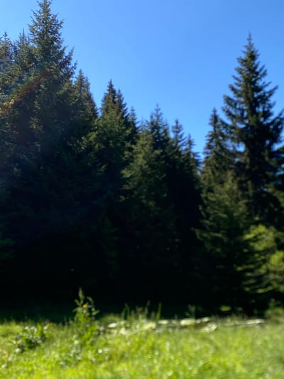 The image depicts a sunlit meadow in front of a dense forest of evergreen trees under a clear blue sky. The foreground is filled with vibrant green grass, out of focus, with a few indistinct yellow flowers visible. In the mid-ground, a dark line suggests a body of water, possibly a pond, with some light-colored objects reflecting on its surface. The background is dominated by a wall of dark green coniferous trees, their shapes softened by the sunlight and distance. The scene is likely a natural landscape, possibly in an area with a forest and open grassy spaces, such as the outskirts of Raska Municipality, Serbia. There are no people or animals visible in the image, and no actions or interactions are taking place. The overall impression is one of a peaceful, natural environment bathed in sunlight.
