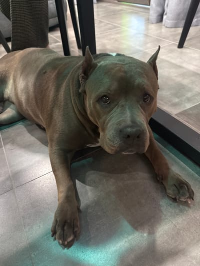 A gray-coated pitbull-type dog is lying on a gray tiled floor. Its front paws are stretched out in front of it. A chair with gray cushions is visible to the left of the dog. A black, indeterminate object is visible between the dog and the wall. The location of the photo is not discernible.