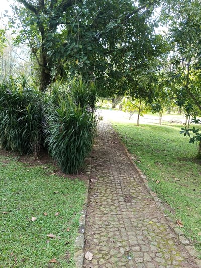 The image displays an outdoor pathway within a vegetated area, identified as being in New Serchhip, India. A narrow, curvilinear path, constructed from irregular grey paving stones, traverses from the immediate foreground towards a brightly illuminated background, curving slightly to the right. The path's surface contains minor debris, dirt, and scattered dry leaves, and is bordered by a low stone or concrete curbing.

To the left of the path, a strip of short green grass is visible, followed by several dense, tall clusters of dark green, grass-like plants with long, slender leaves. Behind these plants, a large tree with a thick trunk and extensive green foliage stands, exhibiting some epiphytic growth. To the right of the path, a corresponding strip of green grass extends into a wider expanse of neatly mown green lawn. This area features multiple trees of varying sizes, all displaying green foliage. Smaller trees or shrubs are interspersed in the mid-ground, some illuminated by direct sunlight. The background presents an open area with more green grass and trees, appearing well-lit. No individuals, animals, or specific actions are depicted within the scene. The environment is illuminated by natural daylight, producing shadows from the vegetation.