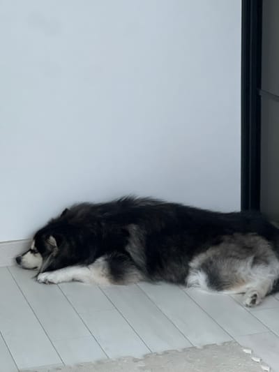 A large domestic dog, with thick black, white, and grey fur, lies on its left side, appearing to sleep or rest, on light-colored plank flooring. Its head is tucked forward, resting on its front paws, against a plain white wall. A dark vertical structure, possibly a door frame or furniture edge, is visible along the right side of the image. A light-colored, possibly interlocking foam, mat is partially visible in the bottom right foreground. The scene is set indoors in 강서구, South Korea.