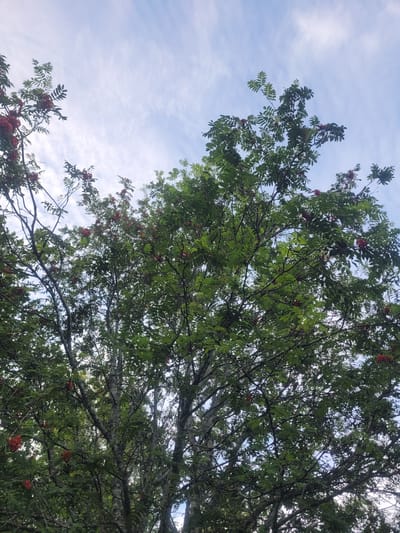 The image shows a close-up, low-angle view of the canopy of a rowan tree, heavily laden with clusters of ripe, red berries, set against a pale blue sky with wispy white clouds. The tree's branches are dense with green, compound leaves, and the bark of the main trunk and larger branches appears textured and light-colored, possibly with lichen. The overall impression is of a healthy, mature tree in late summer or early autumn. The location is specified as the city of Gävle, Sweden.