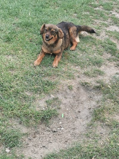 A medium-sized dog with brown and black fur lies on the grass in Carbuna, Moldova. The dog is facing the camera, with its front paws extended and its head tilted slightly. Its tail is curled behind it. The dog appears to be relaxed and alert, with its tongue slightly out and its ears perked. The background is a mixture of grass and dirt. The lighting suggests it is daytime, and the weather appears to be clear. There are no people or other objects clearly visible in the frame besides the dog and the natural environment. The scene is a typical outdoor setting in a rural or suburban area, possibly a yard or a park.