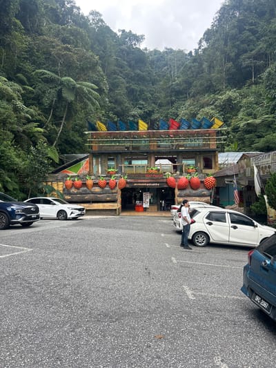 The image depicts the exterior of a building in Tanah Rata, Malaysia, that appears to be a strawberry-themed attraction. The building has a multi-level structure with colorful banners adorning the top floor. Large, decorative strawberries are prominently displayed on the facade of the lower level. In front of the building, there is a paved parking lot where several cars are parked, including a blue SUV, a white sedan, and a blue hatchback. A man in a white shirt and blue jeans is standing near the white sedan, looking towards the building. The background features a dense, lush green forest covering a hillside. The sky is overcast.