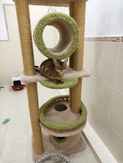 The image shows a brown cat on a cat tree inside a room. The cat tree has multiple levels with platforms, a tunnel, and scratching posts wrapped in rope. The cat is sitting on a green circular platform, looking towards the right. To the left of the cat tree is a red and white cat carrier. In the background, white tiled walls with a decorative border are visible. A blue cat toy is on the floor. A polka dot cat bed is at the bottom of the cat tree. The image was taken in a tiled room, and although Kolosisty, Russia was mentioned, there is no way to discern this location using provided imagery.