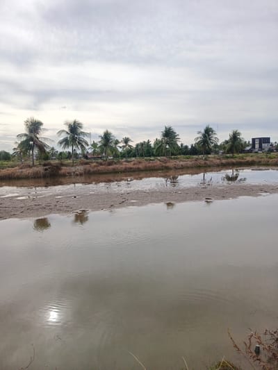 The image depicts an outdoor scene with a body of water in the foreground. The water is murky and reflects the sky and surrounding vegetation. The shoreline is visible, with patches of sand and dry grass. In the background, a row of coconut trees stands tall against a cloudy sky. Further in the distance, there are buildings, including what appears to be a multi-story structure and a smaller building with a tower. The overall impression is of a rural or semi-rural environment, possibly in a tropical or subtropical region like Sangso, Indonesia. The lighting suggests it is either early morning or late afternoon. No people or animals are visible in the image.