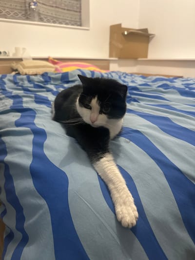 A black and white cat is lying on a blue and light blue striped bedspread. The cat's head is tilted towards the left. Its right paw is extended straight and resting on the bedspread. In the background, there is a cardboard box and a white closet.