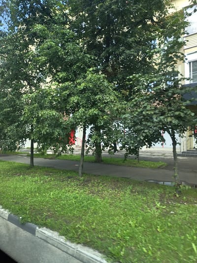 The image captures a street scene in Zhukovsky, Russia, featuring a row of trees with dense green foliage. The trees line a paved walkway or road, with a grassy area in the foreground. In the background, a building with light-colored siding and windows is visible. The overall scene suggests an urban environment with a focus on greenery.