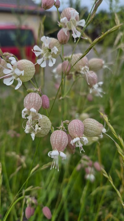 This is a close-up, slightly tilted, outdoor shot of a cluster of Bladder Campion flowers (Silene vespertina) in Krauja, Latvia. The flowers are in various stages of bloom. The prominent subjects are the balloon-like calyxes of the flowers, some of which are opened to reveal delicate white petals. The calyxes are a pale green or pinkish hue with a net-like pattern. Some of the flowers are closed buds, a deeper pink color. Thin, grassy stalks and leaves form the background, creating a natural, possibly rural setting. The lighting suggests it is daytime, with soft, diffused light, perhaps overcast or early morning/late afternoon. There is no visible text. The overall impression is one of delicate natural beauty.