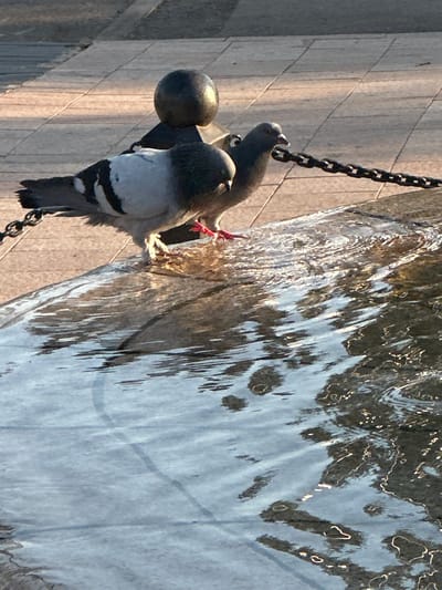 Two pigeons stand near the edge of a fountain in Givat Shmuel, Israel. One pigeon, predominantly grey and white, faces left with its head turned towards the viewer. The second pigeon, mostly grey, stands to the right of the first and appears to be drinking or pecking at the water. Both birds have red legs. A black chain, affixed to a decorative post topped with a dark sphere, stretches across the scene behind the pigeons. The ground behind the chain is paved with light-colored rectangular tiles. The fountain's surface is wet and reflective, showing ripples and distorted images of the surrounding environment, including hints of a paved walkway and the chain. The lighting suggests it is either early morning or late afternoon, casting warm tones on the scene.