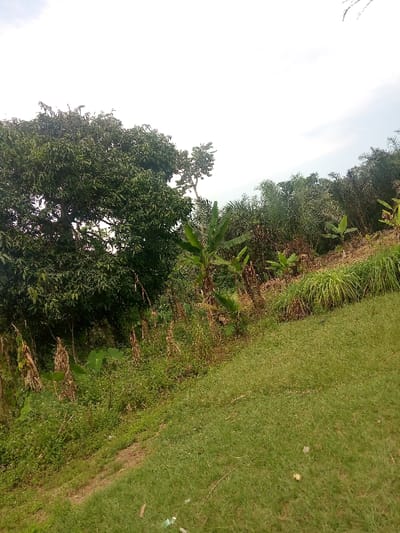 The image displays an outdoor, vegetated landscape in Bafut, Cameroon, under an overcast or hazy sky. The foreground consists of a sloping, mown grassy area in the lower right, with a narrow dirt path running diagonally from bottom-left into the mid-left. To the left of this path and extending into the midground is an area of dense, mixed vegetation, including several young banana plants with broad green leaves, dried plant stalks, and various green shrubs. A distinct patch of tall, reedy grass is visible in the mid-right. A large, mature tree with extensive green foliage dominates the upper left quadrant. Further back, a dense line of assorted trees, including palm trees, forms the natural horizon across the upper-mid section of the frame. Scattered small white debris is present on the foreground grassy slope. No individuals or structures are visible.